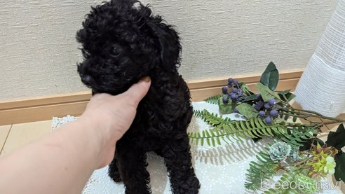 成約済の広島県のトイプードル-311253の21枚目