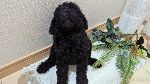 成約済の広島県のトイプードル-311253の20枚目