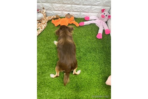 きなこちゃん1枚目