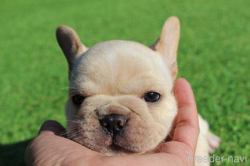 成約済の愛知県のフレンチブルドッグ-313231の2枚目