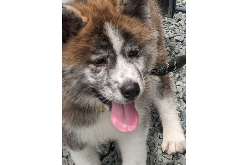 成約済の群馬県の秋田犬-319186の18枚目
