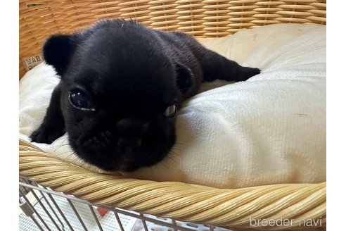 成約済の沖縄県のフレンチブルドッグ-319194の3枚目