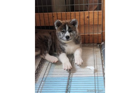 成約済の群馬県の秋田犬-319186の17枚目