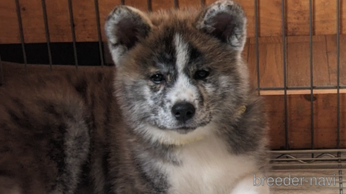 成約済の群馬県の秋田犬-319186の16枚目
