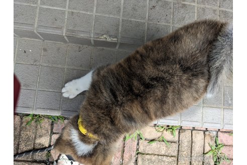 成約済の群馬県の秋田犬-319186の15枚目