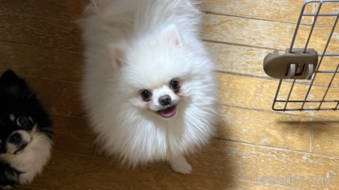 ののポメラニアン-