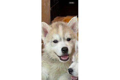 成約済の福岡県のシベリアンハスキー-319246の1枚目