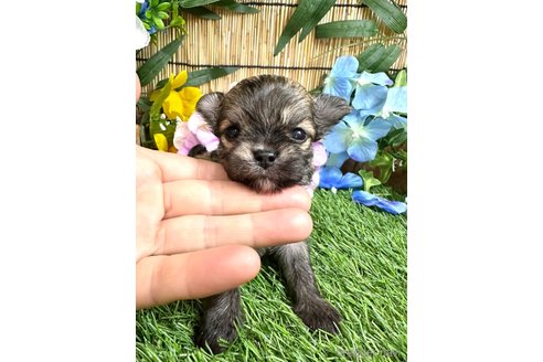 成約済の愛知県のチワマル:チワワ×マルチーズ-316915の19枚目