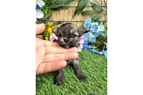 成約済の愛知県のチワマル:チワワ×マルチーズ-316915の18枚目