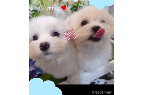 成約済の滋賀県のミックス犬-311398の3枚目