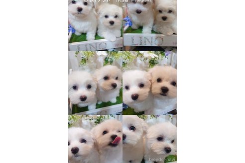 成約済の滋賀県のミックス犬-311398の2枚目