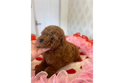成約済の群馬県のタイニープードル-319284の4枚目