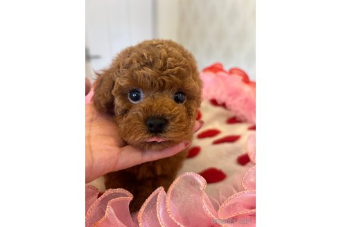 成約済の群馬県のタイニープードル-319284の2枚目