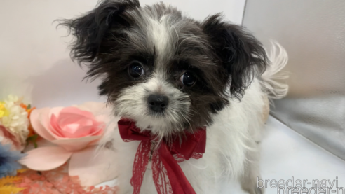 成約済の東京都のミックス犬-301757の21枚目