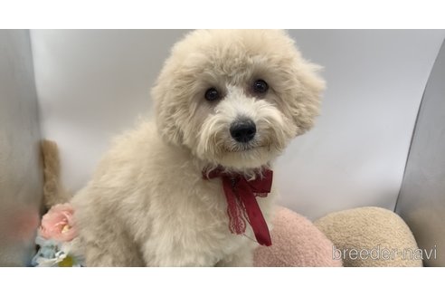 成約済の東京都のミックス犬-298406の25枚目