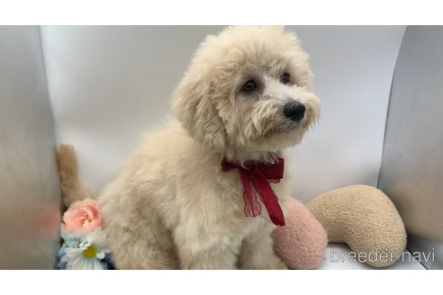 成約済の東京都のミックス犬-298406の24枚目