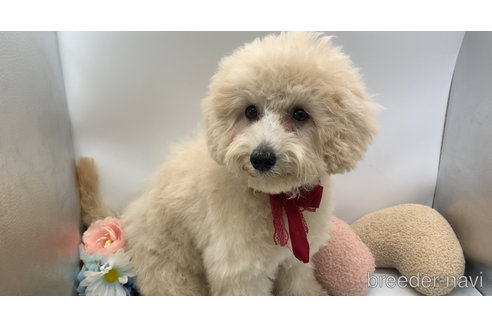 成約済の東京都のミックス犬-298406の23枚目
