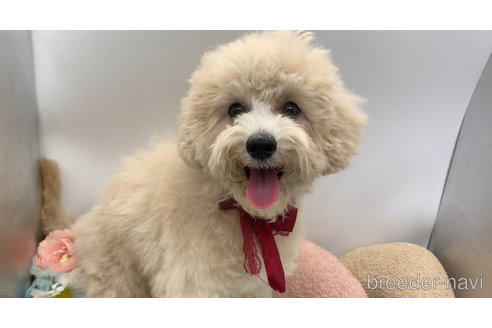 成約済の東京都のミックス犬-298406の22枚目