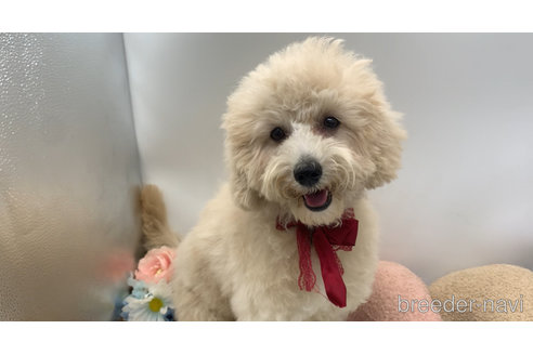 成約済の東京都のミックス犬-298406の21枚目