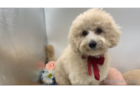 成約済の東京都のミックス犬-298406の19枚目