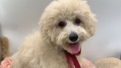 成約済の東京都のミックス犬-298406の18枚目