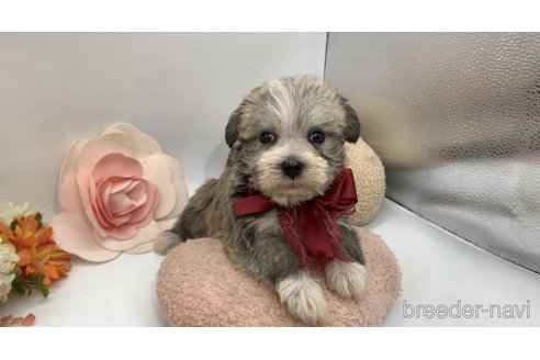 成約済の東京都のミックス犬-319291の8枚目