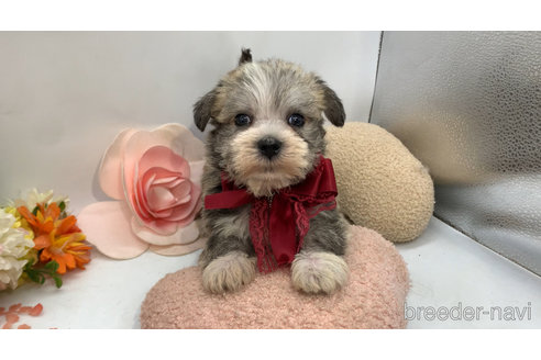 成約済の東京都のミックス犬-319291の11枚目