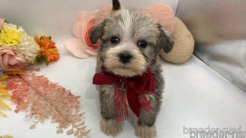 成約済の東京都のミックス犬-319291の1枚目