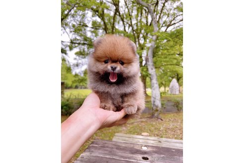 成約済の岐阜県のポメラニアン-314355の21枚目
