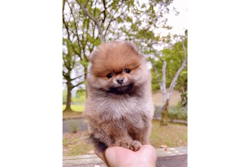 成約済の岐阜県のポメラニアン-314355の22枚目