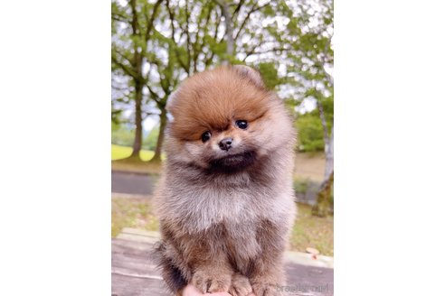 成約済の岐阜県のポメラニアン-314355の20枚目