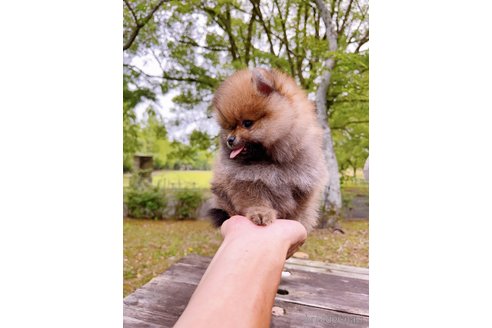 成約済の岐阜県のポメラニアン-314355の19枚目