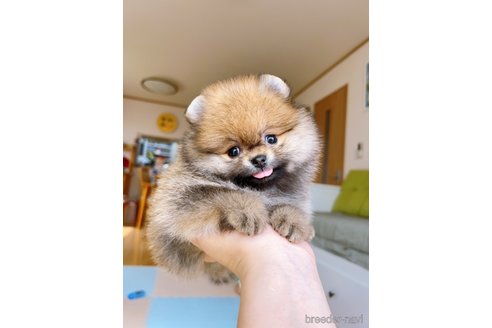 成約済の岐阜県のポメラニアン-314355の6枚目