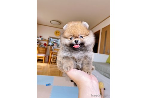 成約済の岐阜県のポメラニアン-314355の4枚目