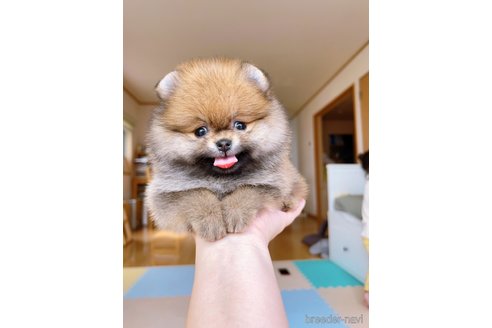 成約済の岐阜県のポメラニアン-314355の2枚目