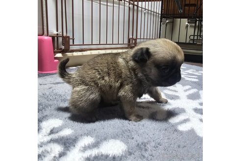成約済の岡山県のパグ-318259の10枚目