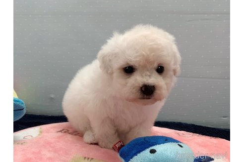 成約済の東京都のマルプー:マルチーズ×トイプードル-317444の2枚目