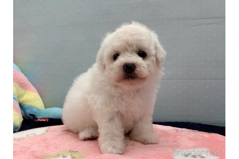 成約済の東京都のマルプー:マルチーズ×トイプードル-317444の3枚目