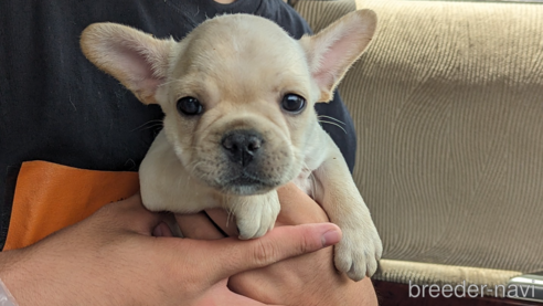 子犬