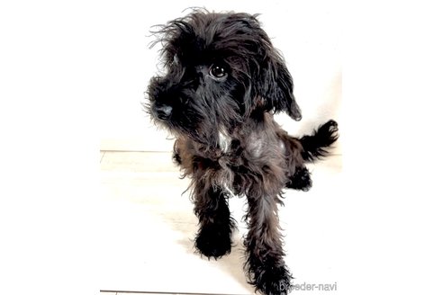 成約済の奈良県のミックス犬-301886の6枚目