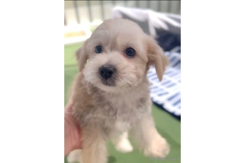 成約済の福岡県のマルキー:マルチーズ×ヨークシャーテリア-314450の2枚目