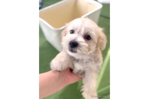 成約済の福岡県のマルキー:マルチーズ×ヨークシャーテリア-314450の3枚目