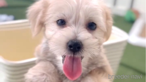 成約済の福岡県のマルキー:マルチーズ×ヨークシャーテリア-314450