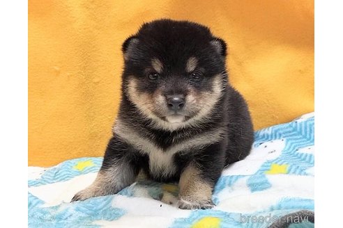 成約済の埼玉県の豆柴-319340の3枚目