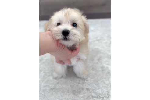 成約済の福岡県のマルキー:マルチーズ×ヨークシャーテリア-314451の4枚目