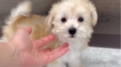 成約済の福岡県のマルキー:マルチーズ×ヨークシャーテリア-314451