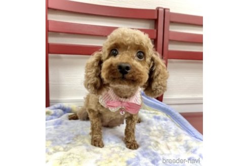 ニッチちゃん1枚目