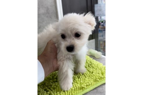 成約済の福岡県のチワマル:チワワ×マルチーズ-308719の3枚目