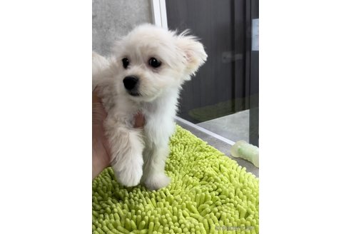 成約済の福岡県のチワマル:チワワ×マルチーズ-308719の4枚目