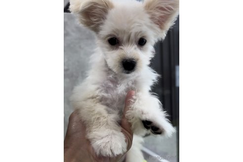 成約済の福岡県のチワマル:チワワ×マルチーズ-308719の5枚目